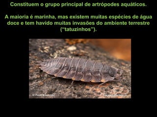 Constituem o grupo principal de artrópodes aquáticos.
A maioria é marinha, mas existem muitas espécies de água
doce e tem havido muitas invasões do ambiente terrestre
(“tatuzinhos”).
 