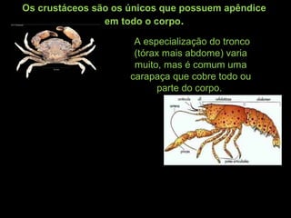 Os crustáceos são os únicos que possuem apêndice
em todo o corpo.
A especialização do tronco
(tórax mais abdome) varia
muito, mas é comum uma
carapaça que cobre todo ou
parte do corpo.
 