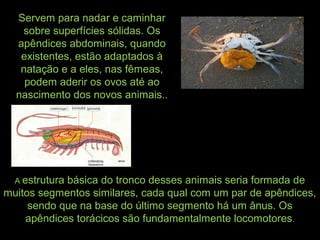 A estrutura básica do tronco desses animais seria formada de
muitos segmentos similares, cada qual com um par de apêndices,
sendo que na base do último segmento há um ânus. Os
apêndices torácicos são fundamentalmente locomotores.
Servem para nadar e caminhar
sobre superfícies sólidas. Os
apêndices abdominais, quando
existentes, estão adaptados à
natação e a eles, nas fêmeas,
podem aderir os ovos até ao
nascimento dos novos animais..
 