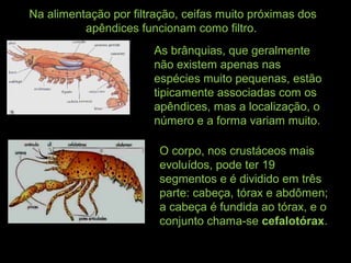 Na alimentação por filtração, ceifas muito próximas dos
apêndices funcionam como filtro.
As brânquias, que geralmente
não existem apenas nas
espécies muito pequenas, estão
tipicamente associadas com os
apêndices, mas a localização, o
número e a forma variam muito.
O corpo, nos crustáceos mais
evoluídos, pode ter 19
segmentos e é dividido em três
parte: cabeça, tórax e abdômen;
a cabeça é fundida ao tórax, e o
conjunto chama-se cefalotórax.
 