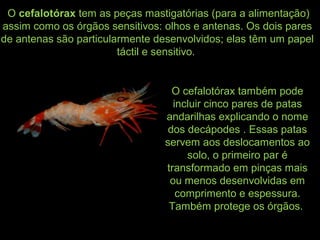 O cefalotórax tem as peças mastigatórias (para a alimentação)
assim como os órgãos sensitivos: olhos e antenas. Os dois pares
de antenas são particularmente desenvolvidos; elas têm um papel
táctil e sensitivo.
O cefalotórax também pode
incluir cinco pares de patas
andarilhas explicando o nome
dos decápodes . Essas patas
servem aos deslocamentos ao
solo, o primeiro par é
transformado em pinças mais
ou menos desenvolvidas em
comprimento e espessura.
Também protege os órgãos.
 