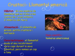 Crustaci- Llamantol americà
Hàbitat- és una espècie de
llamàntol que es troba a les
costes de l'oceà Atlàntic
d'Amèrica del Nord.
Alimentació- S'alimenta de
peixos, petits crustacis i
mol·luscs.
Característiques- el llamantol
muda el seu recobriment
varis cops durant la seva
juventud, pero nomes un cop
a l’any
Nom científic-
homarus americanus
 
