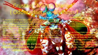 Crustaci “Mantis Marina”
( Odontodactylus Scyllarus )
És carnívora, la seva dieta es
compon principalment de peixos
i altres crustacis
Viuen en formacions rocoses o en
madrigueres amb passadissos
intricats, al fons del mar. La
majoria viuen en mars tropicals i
subtropicals, com el Carib o els
oceans Índic i Pacífic, entre l’est
d’Àfrica, Hawaii i América
tropical
O. Scyllarus és un dels més grans i colorits gambetes , predicador
comunament vistos, que varien en grandària de 3 a 18 centímetres de
1.2 a 7.1 a Son principalment de color verd , amb les cames de color
taronja i taques a un lleopard a la carapace.1 anterior
La seva capacitat de veure la llum polaritzada circularment ha donat
lloc a estudis per determinar si els mecanismes pels quals els seus
ulls operen poden ser replicats per al seu ús en els CD de lectura i
similars informació òptica devices.2,3 emmagatzematgePoden arribar
fins a 12,7 cm de longitud. Són de color gris pàl•lid amb brànquies
vermelles a manera de tentacles al cap.
Regne : Animalia
Classe : Malacostraca
Ordre : Stomatopoda
Família : Odontodactylidae
Gènere : Odontodactylus
 