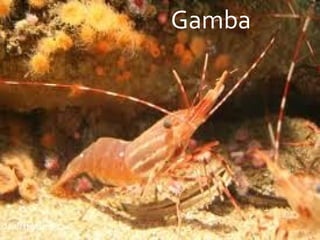 Gamba 
