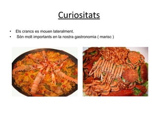 Curiositats Els crancs es mouen lateralment. Són molt importants en la nostra gastronomia ( marisc ) 