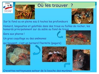 Où les trouver ?
Sur le fond ou en pleine eau à toutes les profondeurs
Homard, langoustes et galathée dans des trous ou failles de rocher, les
homards principalement sur du sable au fond de trous
Gare aux phares !
Un gros coquillage ou des anémones
qui bougent, c’est un bernard l’hermite (pagure)
Crevettes nettoyeuses autour de la bouche des murènes 10
 