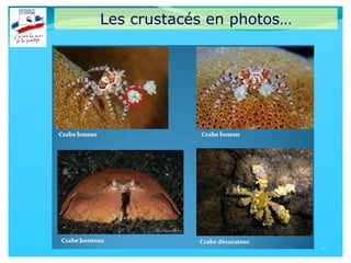 Les crustacés en photos…
11
 