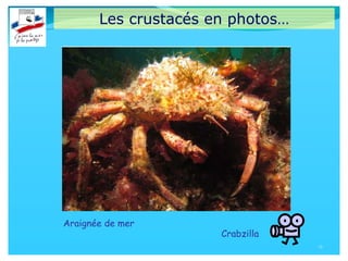 Les crustacés en photos…
12
Araignée de mer
Crabzilla
 