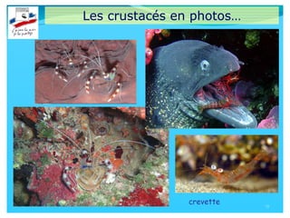 Les crustacés en photos…
13
crevette
 