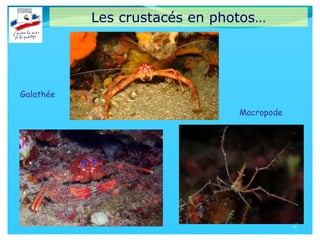 Les crustacés en photos…
14
Macropode
Galathée
 
