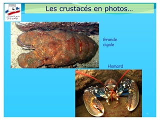 Les crustacés en photos…
15
Homard
Grande
cigale
 