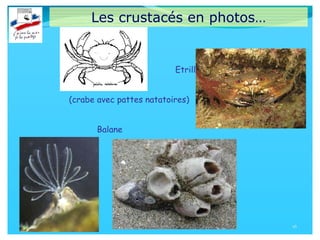 Les crustacés en photos…
16
Etrille
(crabe avec pattes natatoires)
Balane
 