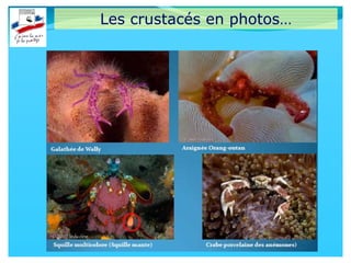 Les crustacés en photos…
 