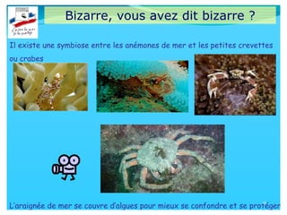 Bizarre, vous avez dit bizarre ?
Il existe une symbiose entre les anémones de mer et les petites crevettes
ou crabes
L’araignée de mer se couvre d’algues pour mieux se confondre et se protéger
18
 
