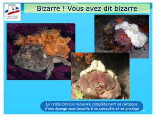 19
19
Bizarre ! Vous avez dit bizarre
Le crabe Dromia recouvre complètement sa carapace
d'une éponge sous laquelle il se camoufle et se protège
 