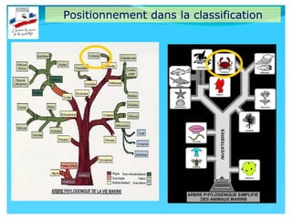 2
Positionnement dans la classification
 