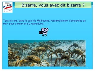Bizarre, vous avez dit bizarre ?
20
Tous les ans, dans la baie de Melbourne, rassemblement d’araignées de
mer pour y muer et s’y reproduire
 
