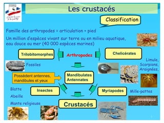 Classification
Famille des arthropodes = articulation + pied
Un million d’espèces vivant sur terre ou en milieu aquatique,
eau douce ou mer (40 000 espèces marines)
Les crustacés
3
3
Chelicérates
Trilobitomorphes
Mandibulates
Antennates
Limule,
Scorpions,
Araignées,
Fossiles
Crustacés
Insectes Myriapodes
Blatte
Abeille
Mante religieuse
3
Arthropodes
Mille-pattes
Possèdent antennes,
mandibules et yeux
 