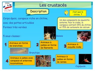 Les crustacés
Corps épais, carapace riche en chitine,
avec des pattes articulées
Formes très variées
5 sous classes :
4
Description
Animaux en forme
de branchies
Animaux à pattes avec
carapace et antennes
locomotrices
Animaux à
pattes en forme
de filaments
Animaux à
pattes en forme
de rames
Animaux à
coquille molle
C’est quoi la
chitine ?
Un des composants du squelette
externe. Pour le crabe, la
carapace contient 25% de chitine
et 75% de carbonate de calcium
Branchipe
Balane
Copépode
 