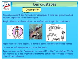 Les crustacés
Dimension variant des formes microscopiques à celle des grands crabes
pouvant dépasser 3,5 m d’envergure !
Respiration via les branchies et cutanées chez les petits crustacées
Reproduction : sexe séparé, la femelle porte les œufs entre les pattes
La larve se métamorphose au cours des mues
Types de crustacés : Décapodes - évolués (10 pattes), cirripèdes (fixés
aux rochers ou à des organismes flottants comme les tortues), isopodes
(fixés à des animaux) 5
Description
 