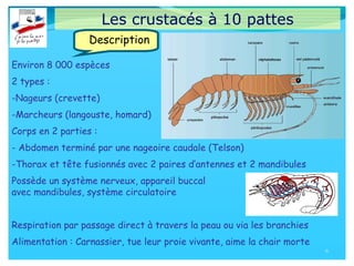 Les crustacés à 10 pattes
Environ 8 000 espèces
2 types :
-Nageurs (crevette)
-Marcheurs (langouste, homard)
Corps en 2 parties :
- Abdomen terminé par une nageoire caudale (Telson)
-Thorax et tête fusionnés avec 2 paires d’antennes et 2 mandibules
Possède un système nerveux, appareil buccal
avec mandibules, système circulatoire
Respiration par passage direct à travers la peau ou via les branchies
Alimentation : Carnassier, tue leur proie vivante, aime la chair morte
6
Description
 