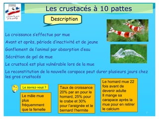 Les crustacés à 10 pattes
La croissance s’effectue par mue
Avant et après, période d’inactivité et de jeune
Gonflement de l’animal par absorption d’eau
Sécrétion de gel de mue
Le crustacé est plus vulnérable lors de la mue
La reconstitution de la nouvelle carapace peut durer plusieurs jours chez
les gros crustacés
7
Description
Le saviez-vous ?
Le mâle mue
plus
fréquemment
que la femelle
Taux de croissance
20% par an pour le
homard, 25% pour
le crabe et 30%
pour l’araignée et le
bernard l’hermite
Le homard mue 22
fois avant de
devenir adulte
Il mange sa
carapace après la
mue pour en retirer
le calcium
 