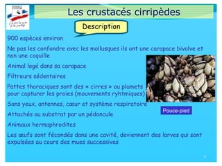 Les crustacés cirripèdes
900 espèces environ
Ne pas les confondre avec les mollusques ils ont une carapace bivalve et
non une coquille
Animal logé dans sa carapace
Filtreurs sédentaires
Pattes thoraciques sont des « cirres » ou plumets
pour capturer les proies (mouvements ryhtmiques)
Sans yeux, antennes, cœur et système respiratoire
Attachés au substrat par un pédoncule
Animaux hermaphrodites
Les œufs sont fécondés dans une cavité, deviennent des larves qui sont
expulsées au cours des mues successives
8
Description
Pouce-pied
 