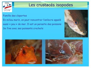 Les crustacés isopodes
Famille des cloportes
En milieu marin, on peut rencontrer l’anilocre appelé
aussi « pou » de mer. Il est un parasite des poissons
Se fixe avec ses puissants crochets
 