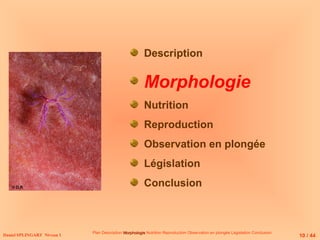 Description
Morphologie
Nutrition
Reproduction
Observation en plongée
Législation
Conclusion
Daniel SPLINGART Niveau 1 10 / 44
Plan Description Morphologie
Morphologie Nutrition Reproduction Observation en plongée Législation Conclusion
© D.R
 