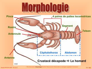 Antenne
Daniel SPLINGART Niveau 1
Antennule
Segment
Telson
Rostre
Plan Description Morphologie
Morphologie Nutrition Reproduction Observation en plongée Législation Conclusion
4 paires de pattes locomotrices
Céphalothorax Abdomen
Crustacé décapode  Le homard
Pince
11 / 44
© D.R
 