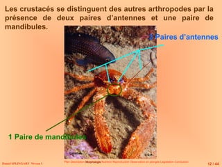 Daniel SPLINGART Niveau 1
Les crustacés se distinguent des autres arthropodes par la
présence de deux paires d’antennes et une paire de
mandibules.
1 Paire de mandibules
2 Paires d’antennes
Plan Description Morphologie
Morphologie Nutrition Reproduction Observation en plongée Législation Conclusion
Galathée
12 / 44
© D.R
 