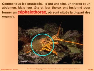 Daniel SPLINGART Niveau 1
Plan Description Morphologie
Morphologie Nutrition Reproduction Observation en plongée Législation Conclusion
Comme tous les crustacés, ils ont une tête, un thorax et un
abdomen. Mais leur tête et leur thorax ont fusionné pour
former un céphalothorax, où sont situés la plupart des
organes.
Langouste
13 / 44
© D.R
 