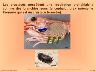 Daniel SPLINGART Niveau 1
Les crustacés possèdent une respiration branchiale :
comme des branchies sous le céphalothorax (même le
Cloporte qui est un crustacé terrestre).
Plan Description Morphologie
Morphologie Nutrition Reproduction Observation en plongée Législation Conclusion
Cloporte
14 / 44
© D.R
© D.R
 