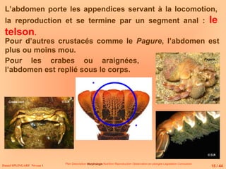Daniel SPLINGART Niveau 1
Plan Description Morphologie
Morphologie Nutrition Reproduction Observation en plongée Législation Conclusion
L’abdomen porte les appendices servant à la locomotion,
la reproduction et se termine par un segment anal : le
telson.
Pour d’autres crustacés comme le Pagure, l’abdomen est
plus ou moins mou.
Pour les crabes ou araignées,
l’abdomen est replié sous le corps.
Crabe vert
Pagure
15 / 44
© D.R
© D.R
© D.R
 