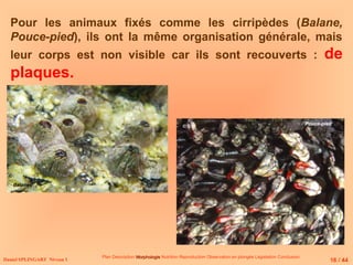 Plan Description Morphologie
Morphologie Nutrition Reproduction Observation en plongée Législation Conclusion
Daniel SPLINGART Niveau 1
Pour les animaux fixés comme les cirripèdes (Balane,
Pouce-pied), ils ont la même organisation générale, mais
leur corps est non visible car ils sont recouverts : de
plaques.
Balanes
Pouce-pied
16 / 44
© D.R
 