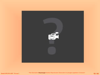 Daniel SPLINGART Niveau 1
Plan Description Morphologie
Morphologie Nutrition Reproduction Observation en plongée Législation Conclusion
18 / 44

 