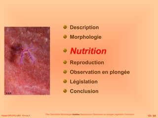 Description
Morphologie
Nutrition
Reproduction
Observation en plongée
Législation
Conclusion
Daniel SPLINGART Niveau 1 19 / 44
Plan Description Morphologie Nutrition
Nutrition Reproduction Observation en plongée Législation Conclusion
© D.R
 