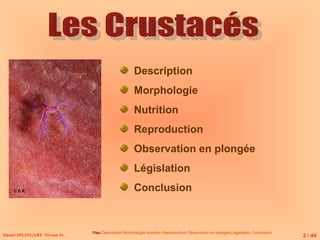 Plan
Plan Description Morphologie Nutrition Reproduction Observation en plongée Législation Conclusion
Daniel SPLINGART Niveau 1è_
Description
Morphologie
Nutrition
Reproduction
Observation en plongée
Législation
Conclusion
2 / 44
© D.R
 