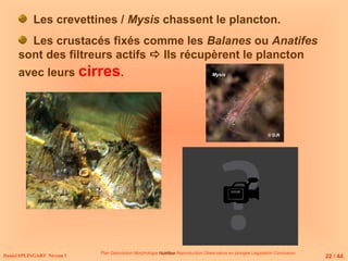 Plan Description Morphologie Nutrition
Nutrition Reproduction Observation en plongée Législation Conclusion
Daniel SPLINGART Niveau 1
Les crevettines / Mysis chassent le plancton.
Les crustacés fixés comme les Balanes ou Anatifes
sont des filtreurs actifs  Ils récupèrent le plancton
avec leurs cirres. Mysis
Balanes 
22 / 44
© D.R
© D.R
 