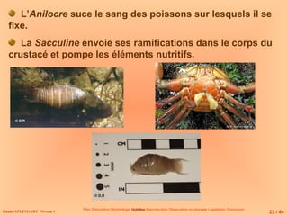 Plan Description Morphologie Nutrition
Nutrition Reproduction Observation en plongée Législation Conclusion
Daniel SPLINGART Niveau 1
L’Anilocre suce le sang des poissons sur lesquels il se
fixe.
La Sacculine envoie ses ramifications dans le corps du
crustacé et pompe les éléments nutritifs.
23 / 44
© D.R
© D.R
 