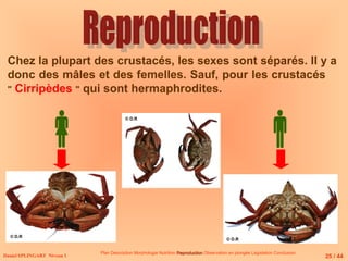 Daniel SPLINGART Niveau 1
Plan Description Morphologie Nutrition Reproduction
Reproduction Observation en plongée Législation Conclusion
Chez la plupart des crustacés, les sexes sont séparés. Il y a
donc des mâles et des femelles. Sauf, pour les crustacés
" Cirripèdes " qui sont hermaphrodites.
 
25 / 44
© D.R
© D.R
© D.R
 