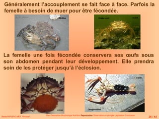 Généralement l’accouplement se fait face à face. Parfois la
femelle à besoin de muer pour être fécondée.
La femelle une fois fécondée conservera ses œufs sous
son abdomen pendant leur développement. Elle prendra
soin de les protéger jusqu’à l’éclosion.
Daniel SPLINGART Niveau 1
Plan Description Morphologie Nutrition Reproduction
Reproduction Observation en plongée Législation Conclusion
Etrilles
Langoustine
Crabe vert
26 / 44
© D.R
© D.R
© D.R
Crabe vert
 