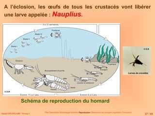 Daniel SPLINGART Niveau 1
Plan Description Morphologie Nutrition Reproduction
Reproduction Observation en plongée Législation Conclusion
A l’éclosion, les œufs de tous les crustacés vont libérer
une larve appelée : Nauplius.
Larves de crevettes
Schéma de reproduction du homard
27 / 44
© D.R
© D.R
 