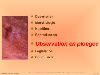 28 / 44
Plan Description Morphologie Nutrition Reproduction Observation en plongée
Observation en plongée Législation Conclusion
Daniel SPLINGART Niveau 1
Description
Morphologie
Nutrition
Reproduction
Observation en plongée
Législation
Conclusion
© D.R
 