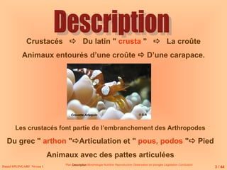Daniel SPLINGART Niveau 1
Crustacés  Du latin " crusta "  La croûte
Animaux entourés d’une croûte  D’une carapace.
Les crustacés font partie de l’embranchement des Arthropodes
Du grec " arthon "Articulation et " pous, podos " Pied
Animaux avec des pattes articulées
Plan Description
Description Morphologie Nutrition Reproduction Observation en plongée Législation Conclusion
Crevette Arlequin
3 / 44
© D.R
 