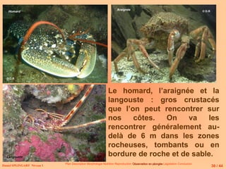 Daniel SPLINGART Niveau 1
Plan Description Morphologie Nutrition Reproduction Observation en plongée
Observation en plongée Législation Conclusion
Homard
Araignée
Le homard, l’araignée et la
langouste : gros crustacés
que l’on peut rencontrer sur
nos côtes. On va les
rencontrer généralement au-
delà de 6 m dans les zones
rocheuses, tombants ou en
bordure de roche et de sable.
Langouste
30 / 44
© D.R
© D.R
© D.R
 