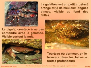 Tourteau ou dormeur, on le
trouvera dans les failles à
toutes profondeurs
La galathée est un petit crustacé
orange strié de bleu aux longues
pinces, visible au fond des
failles.
La cigale, crustacé à ne pas
confondre avec la galathée.
Visible surtout la nuit.
Daniel SPLINGART Niveau 1
Plan Description Morphologie Nutrition Reproduction Observation en plongée
Observation en plongée Législation Conclusion
Cigale
Tourteau
31 / 44
© D.R
© D.R
Galathée
 