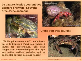 Le pagure, le plus courant des
Bernard-l'hermite. Souvent
orné d’une anémone
Crabe vert très courant.
L’étrille généralement 6-7 centimètres,
on va la trouver à l’abri des roches, à
toutes les profondeurs. Ses yeux
rouges sont caractéristiques ainsi que
ses pattes arrières palmées qui lui
donnent le surnom de crabe nageur.
Daniel SPLINGART Niveau 1
Plan Description Morphologie Nutrition Reproduction Observation en plongée
Observation en plongée Législation Conclusion
Etrille
Pagure et son anémone
Crabe vert
32 / 44
 