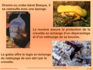 Daniel SPLINGART Niveau 1
Plan Description Morphologie Nutrition Reproduction Observation en plongée
Observation en plongée Législation Conclusion
Dromia
Dromia ou crabe béret Basque, il
se camoufle avec une éponge.
Murène et crevette nettoyeuse
Gobie et sa crevette
La murène assure la protection de la
crevette en échange d’un déparasitage
et d’un nettoyage de sa bouche.
Le gobie offre le logis en échange
du nettoyage de son abri par la
crevette.
33 / 44
© D.R
© D.R
© D.R
 
