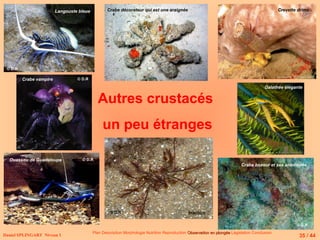 Ouassou de Guadeloupe
Crabe vampire
Crabe boxeur et ses anémones
Autres crustacés
un peu étranges
Langouste bleue
Inachus
Daniel SPLINGART Niveau 1
Plan Description Morphologie Nutrition Reproduction Observation en plongée
Observation en plongée Législation Conclusion
Crabe décorateur qui est une araignée Crevette drimo
Galathée élégante
35 / 44
© D.R
© D.R
© D.R
© D.R
© D.R
 